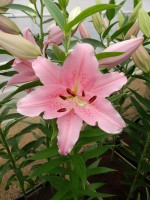 [4217 Homerus No202.JPG]